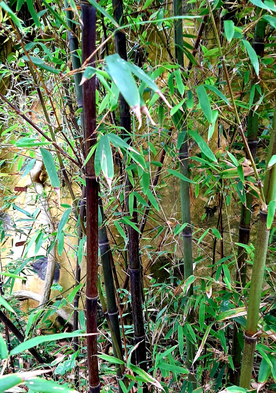Bambu negro Phyllostachys nigra - Moso black  25 semillas 
