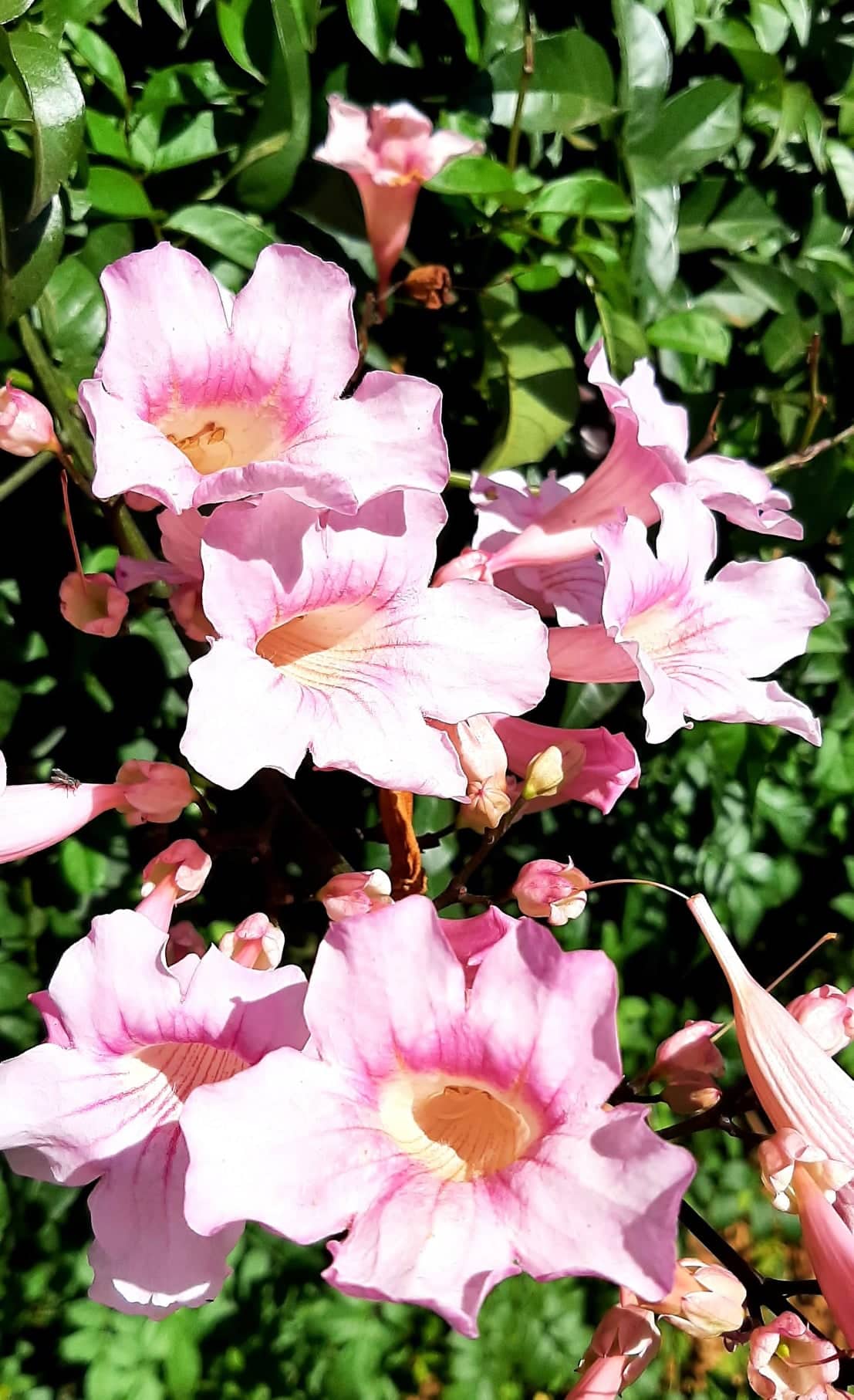 Bignonia rosa - Podranea ricasoliana - floración espectacular  30 semillas 