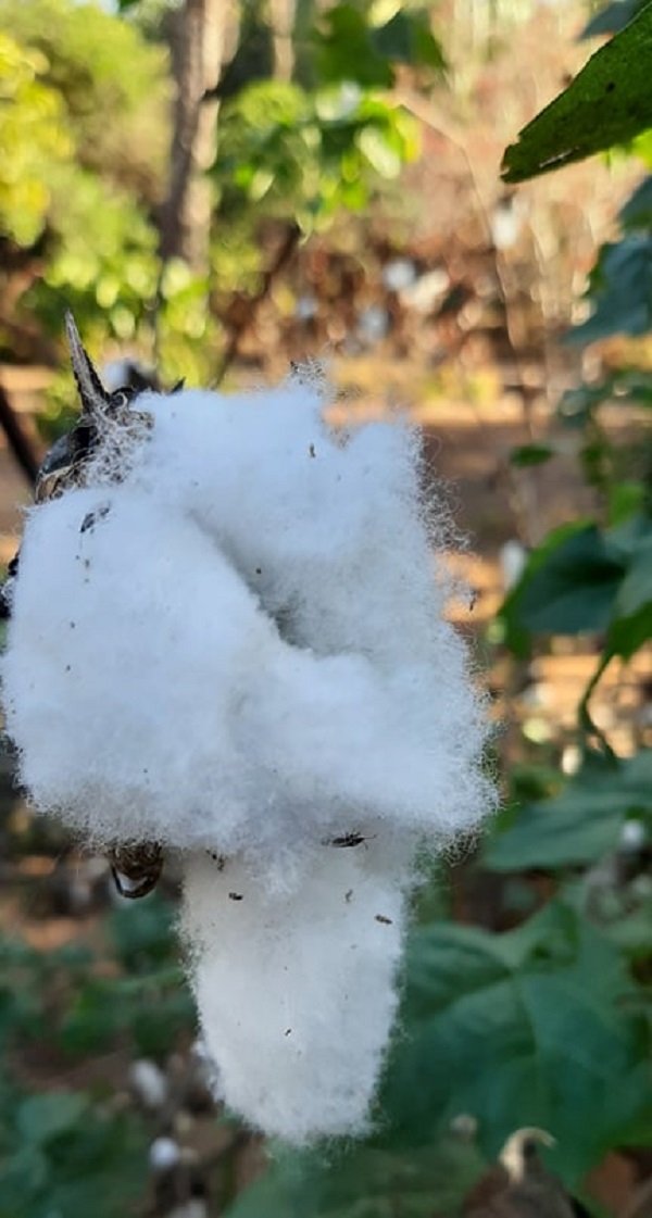 ALGODON cotton Gossypium herbaceum  12 Semillas Seeds