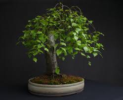 ABEDUL EUROPEO betula pendula ideal bonsai 200 semillas seeds