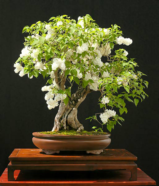 LILO  syringa vulgaris ideal bonsai 40 semillas seeds 