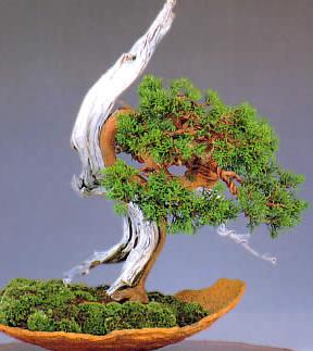 SABINA CHINA  juniperus chinensis ideal  BONSAI 100 semillas 