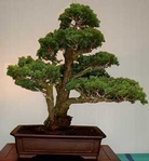 CIPRES de LAWSON  Ideal setos-bonsai 1000 Semillas Seeds