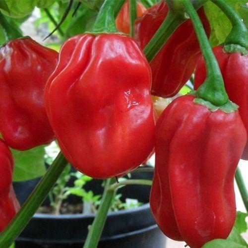 Semillas de pimientos