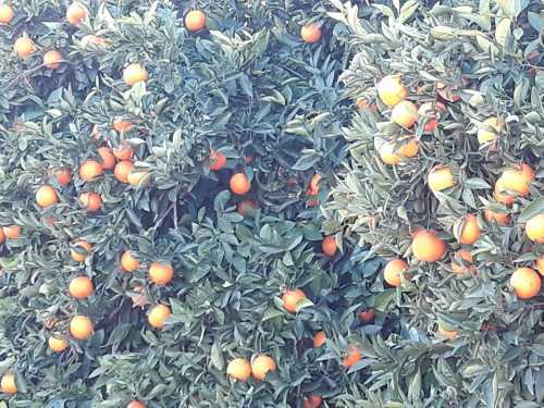 Venta de semillas arboles frutales Cadiz