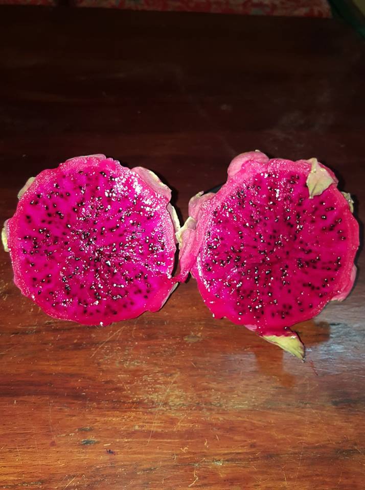 PITAHAYA  pitaya FRUTA DRAGON DELICIOSA  50 semillas  seeds