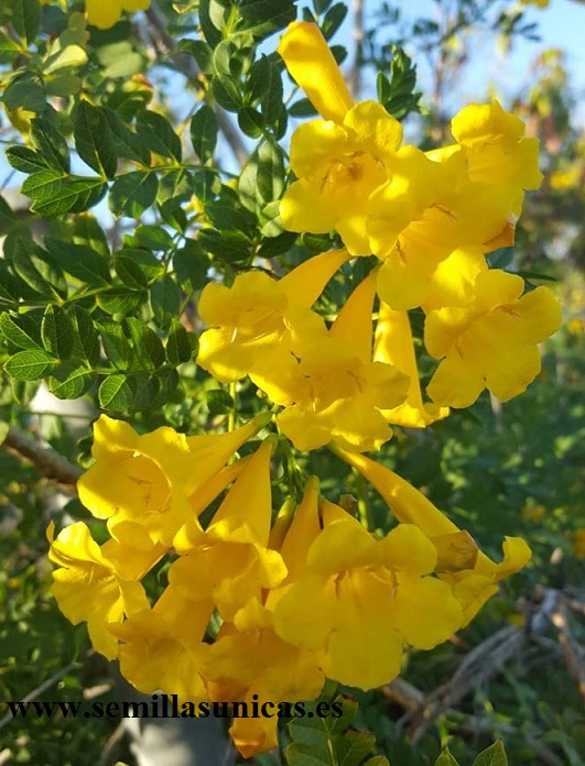 Bignonia amarilla - Tecoma stans floración espectacular 200 semillas 