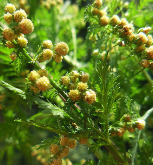 ARTEMISIA ANNUA ajenjo dulce  1500 semillas seeds