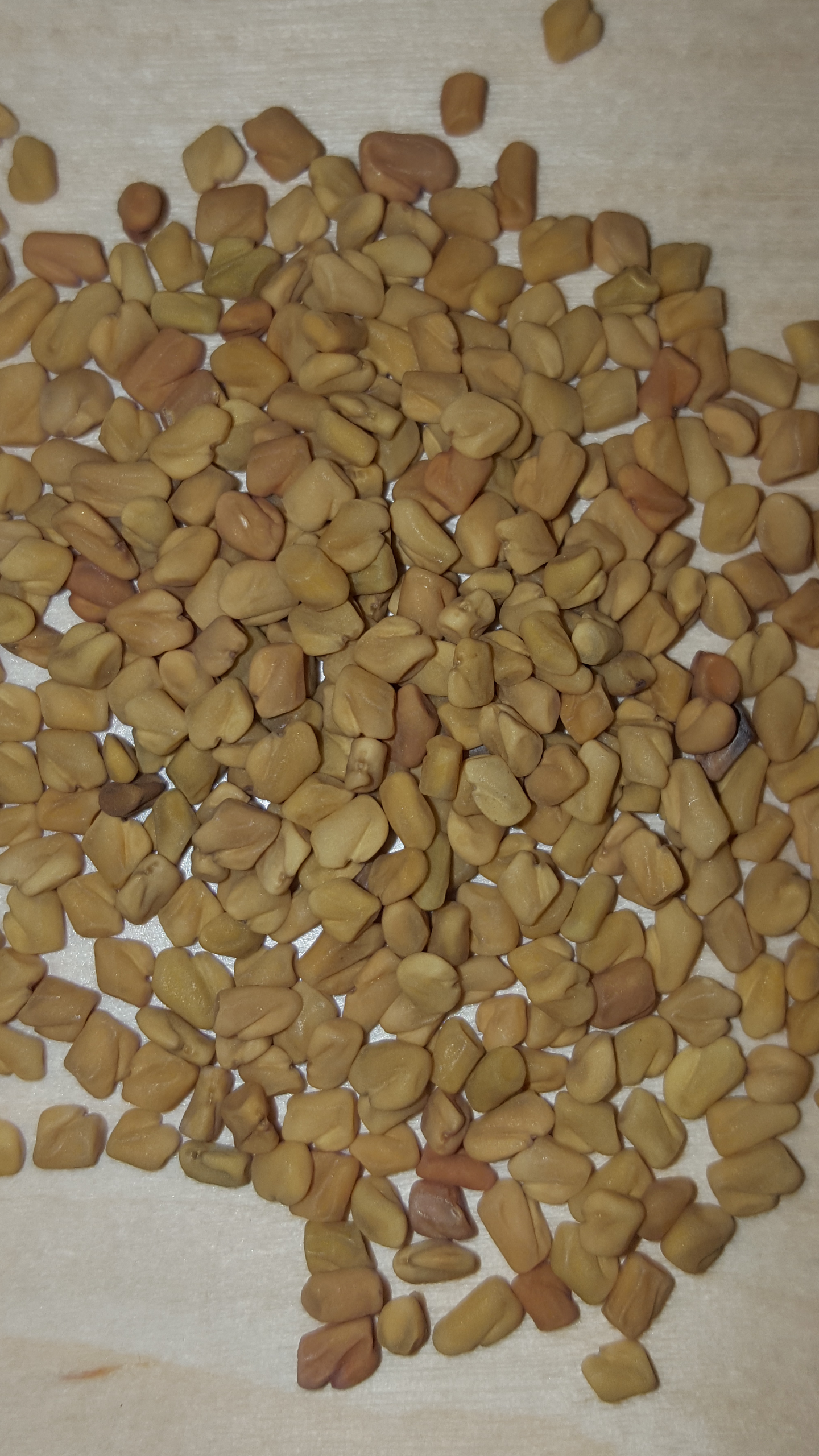 FENOGRECO , Alhova,  Trigonella  foenum graecum  100 semillas seeds