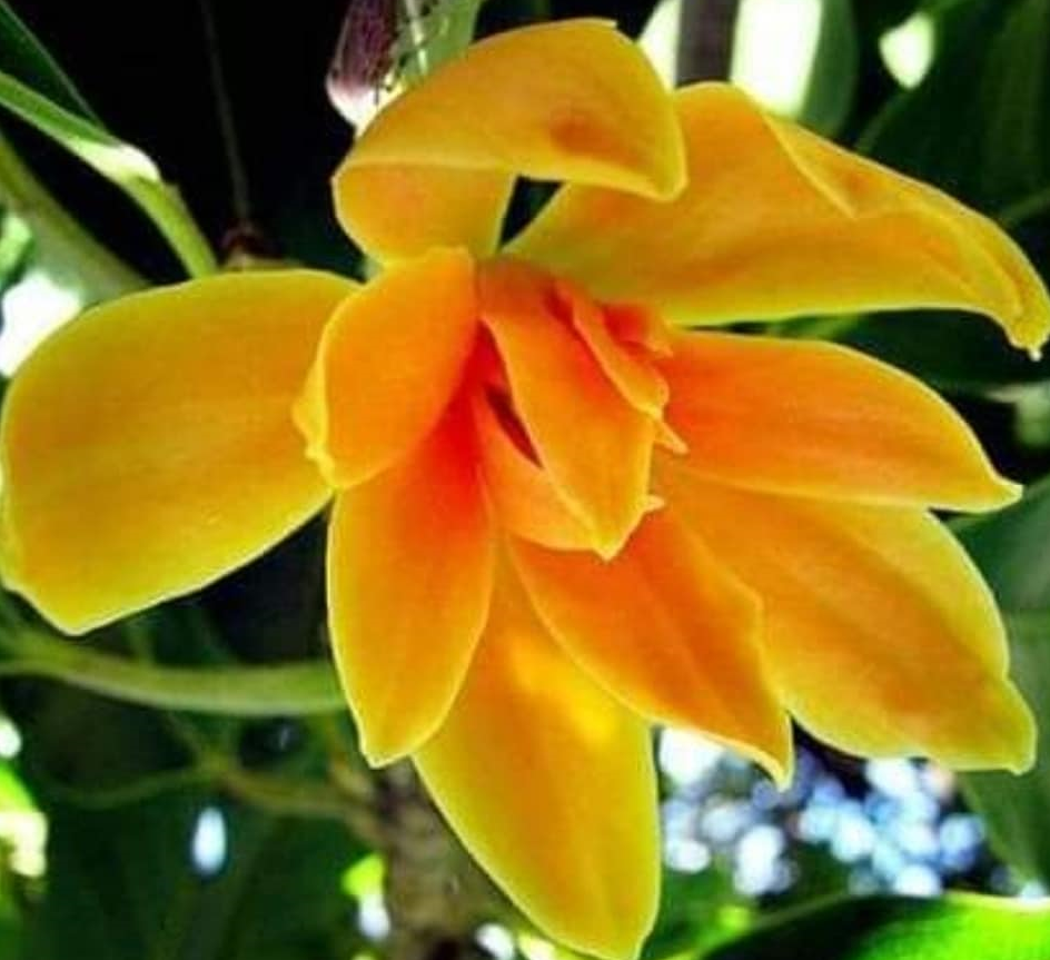 MAGNOLIA champaca magnolio flor amarilla muy perfumada  5 semillas seeds 