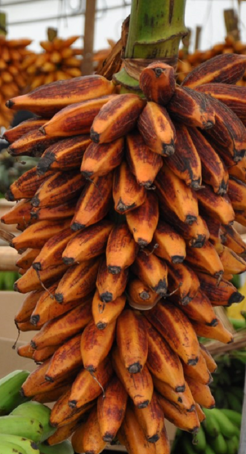 Plátano naranja  comestible Musa Bukensis  3 semillas 