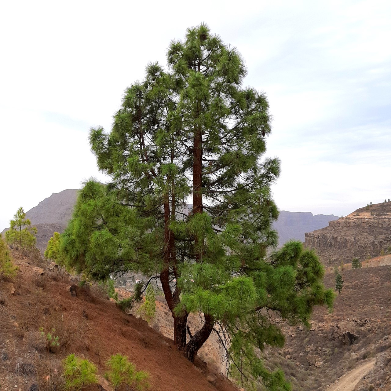 Pino canario - Pinus canariensis - sobrevive a incendios - 7 semillas 