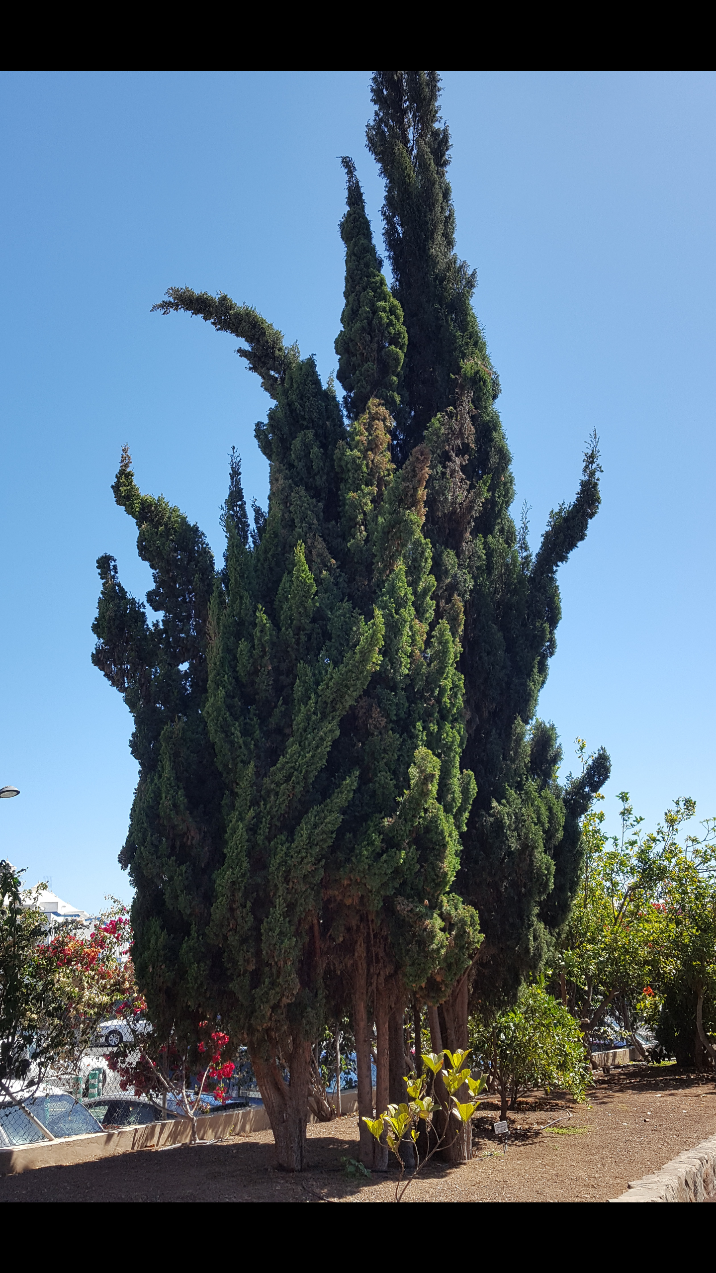CIPRES SEMPREVIRENS Ideal setos-bonsai 500 Semillas Seeds