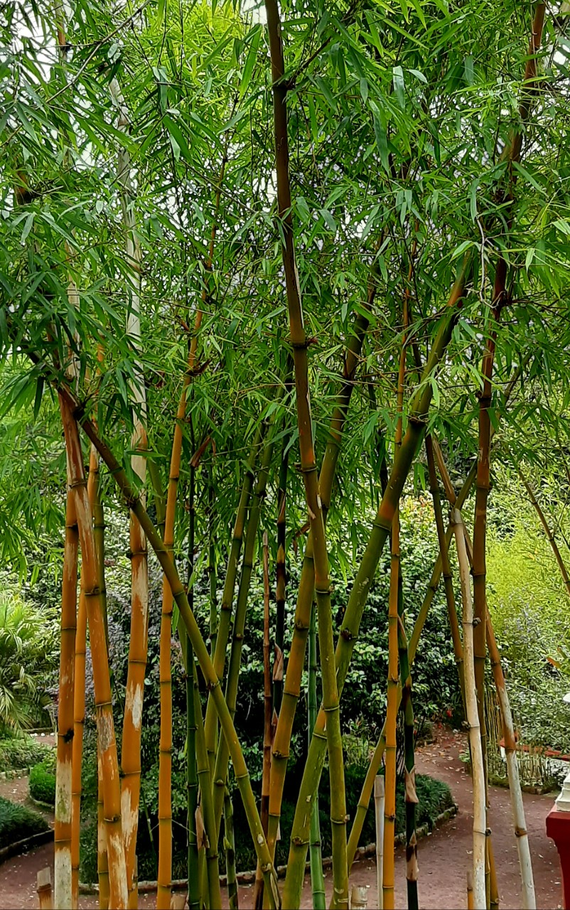 BAMBU BAMBOO GIGANTE bambusa arundinacea 50 semillas seeds