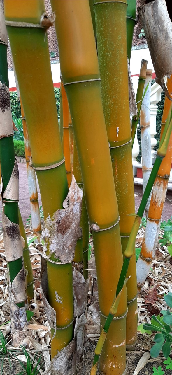 BAMBU BAMBOO GIGANTE bambusa arundinacea 500 semillas seeds
