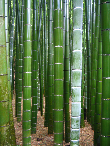BAMBU MOSO GIGANTE Phyllostachys pubescens bamboo 30 Semillas