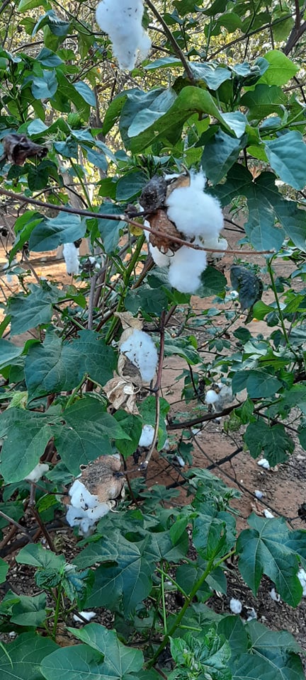 ALGODON cotton Gossypium herbaceum  12 Semillas Seeds