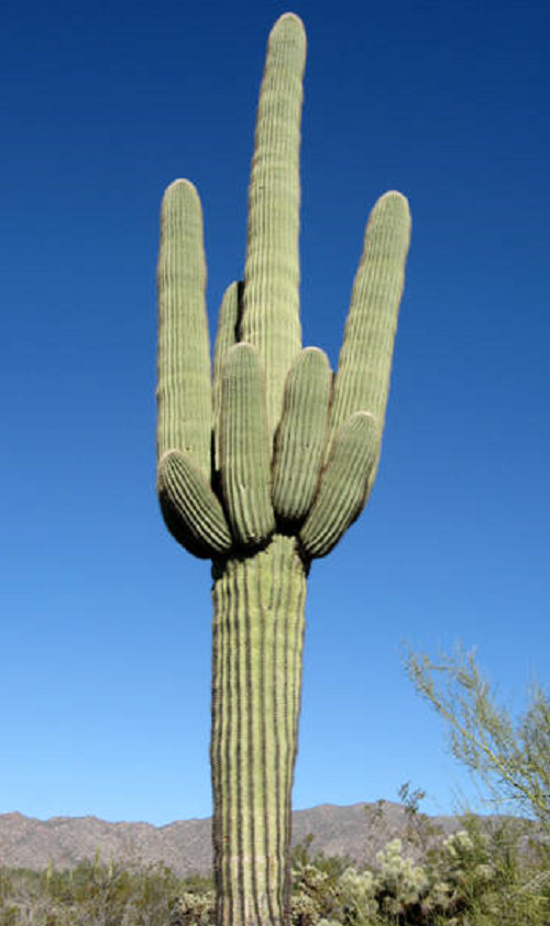 SAGUARO cactus GIGANTE carnegiea 30 semillas seeds