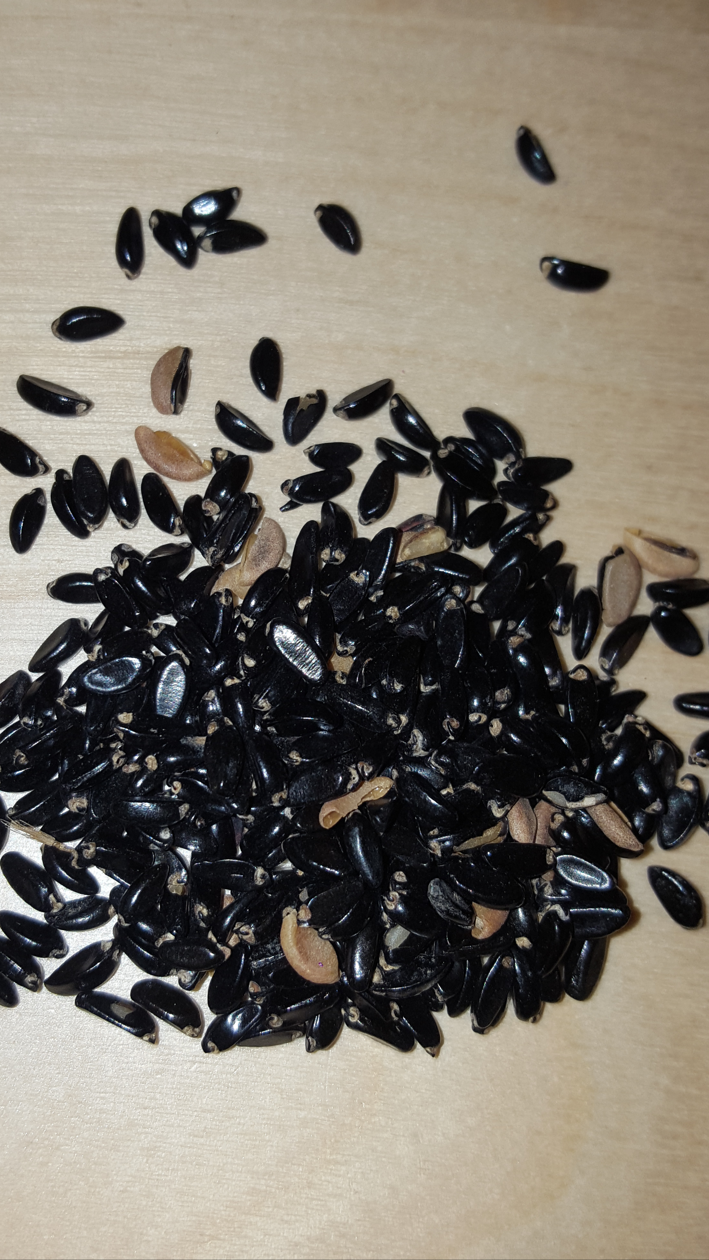 BOJ  buxus sinensis ideal setos  50 semillas seeds 