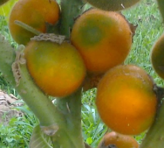 NARANJILLA LULO solanum quitoense rica fruta  20 semillas seeds 
