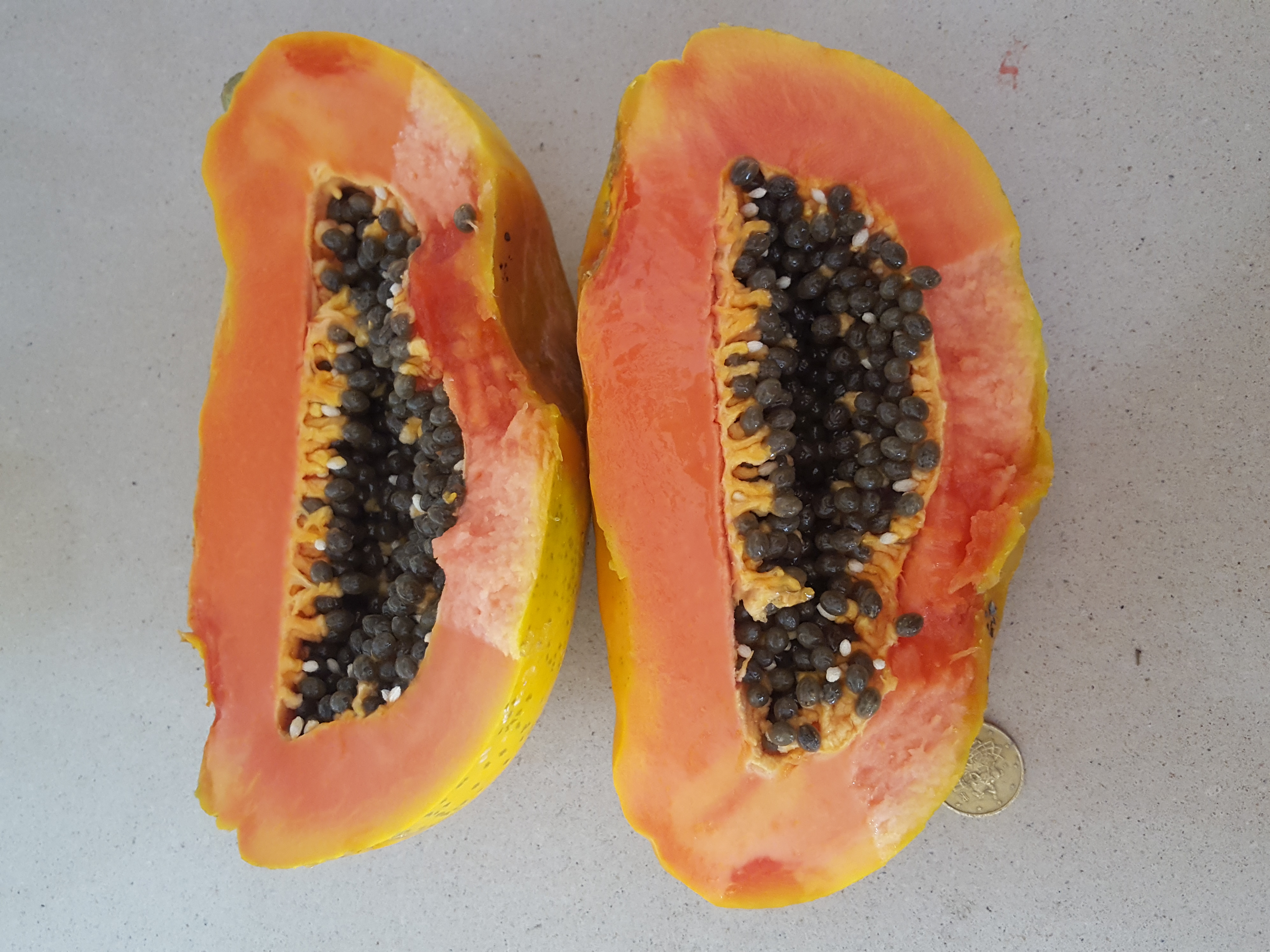 PAPAYA carica papaya FRUTO GIGANTE delicioso 25 semillas