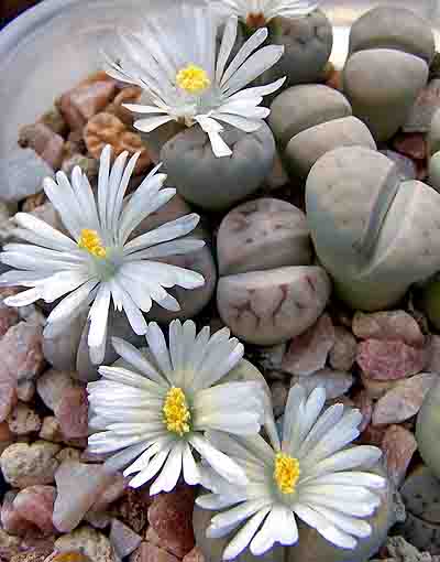  LITHOPS - Piedras vivas - 10 Semillas mezcla  cactus Seeds