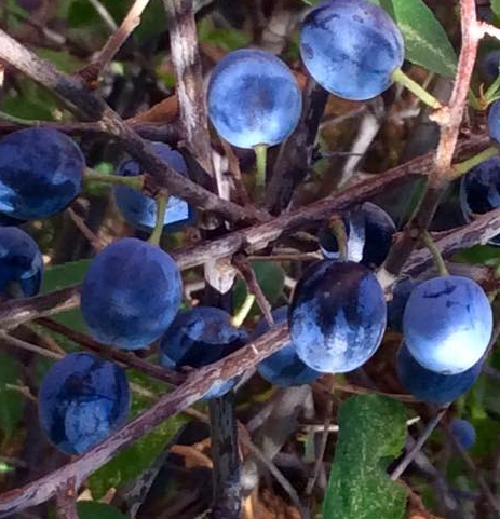 ENDRINO prunus espinosa (pacharan) fruta 25 semillas