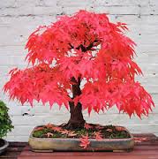 ARCE GINNALA  acer ginnala tataricum  ideal  BONSAI 100 semillas 