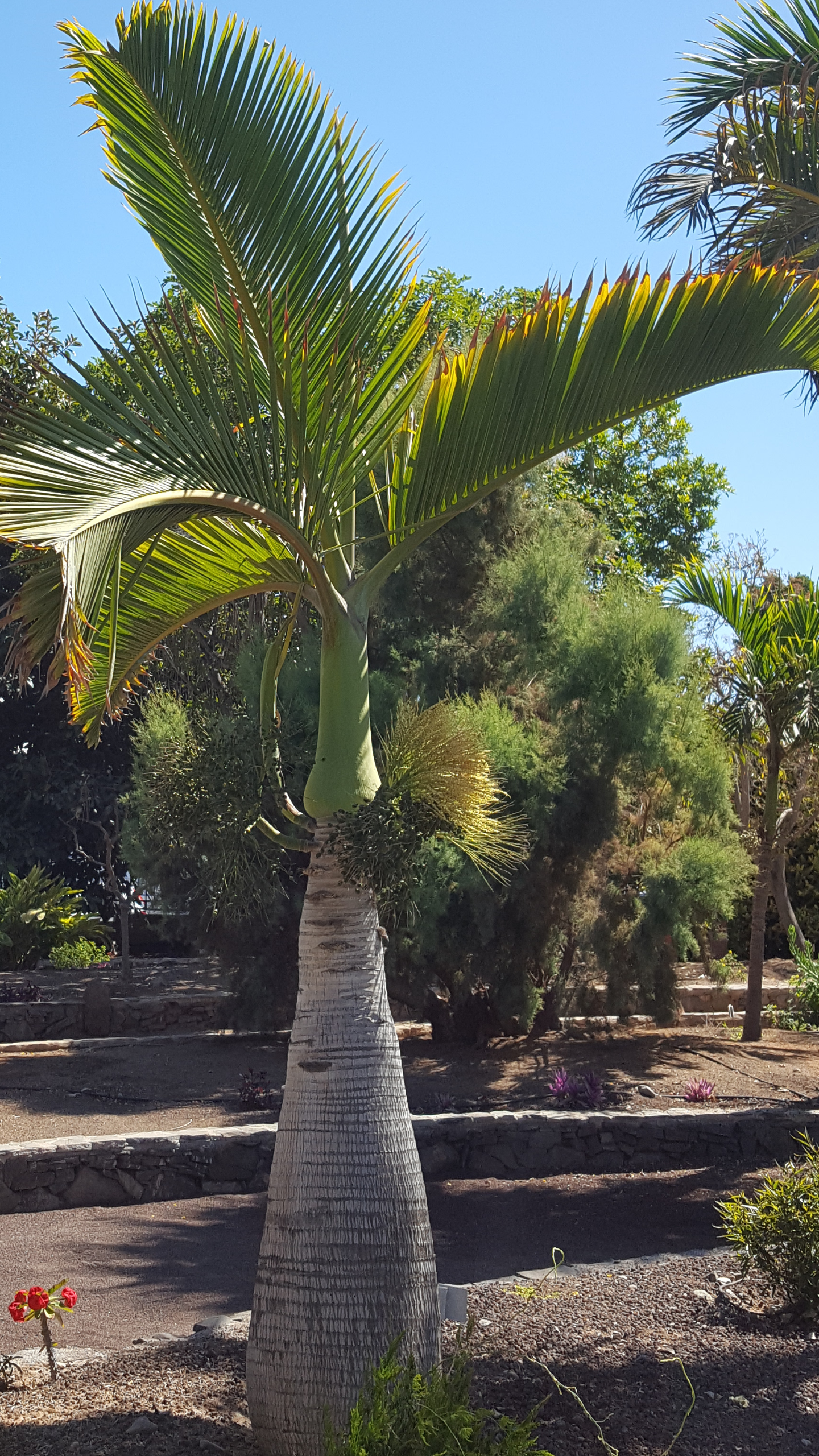 PALMERA BOTELLA  hyophorbe- lagenicaulis 50  Semillas seeds