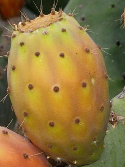 TUNERA nopal Opuntia (frutos comestibles) 20 semillas seeds