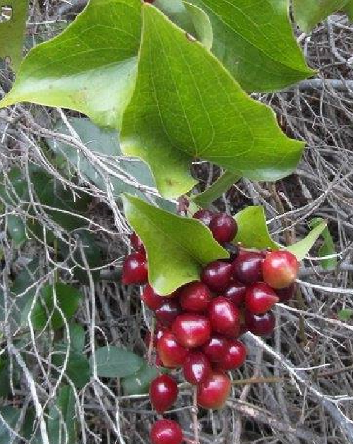 ZARZAPARILLA Smilax Aspera  100 semillas seeds