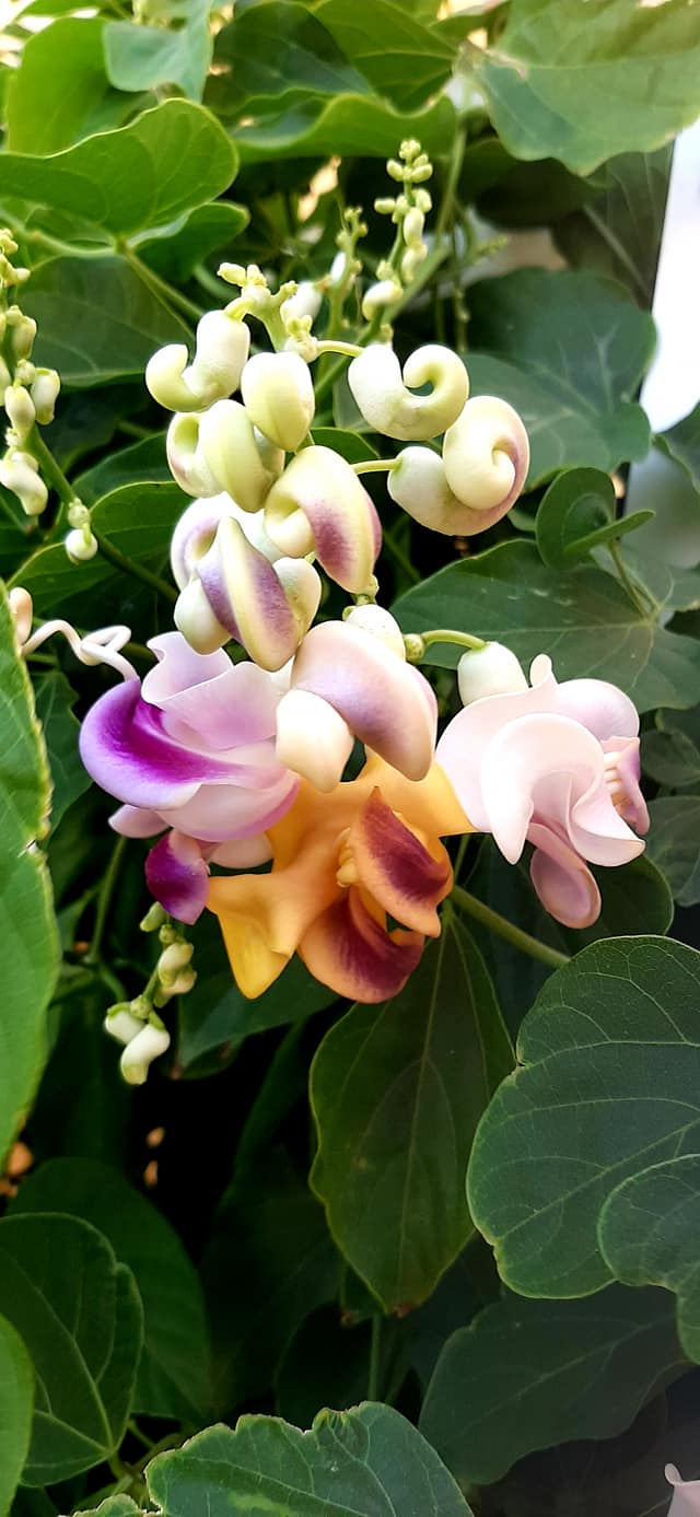  Vigna caracalla flores olorosas 3 semillas tratadas para rápida germinación