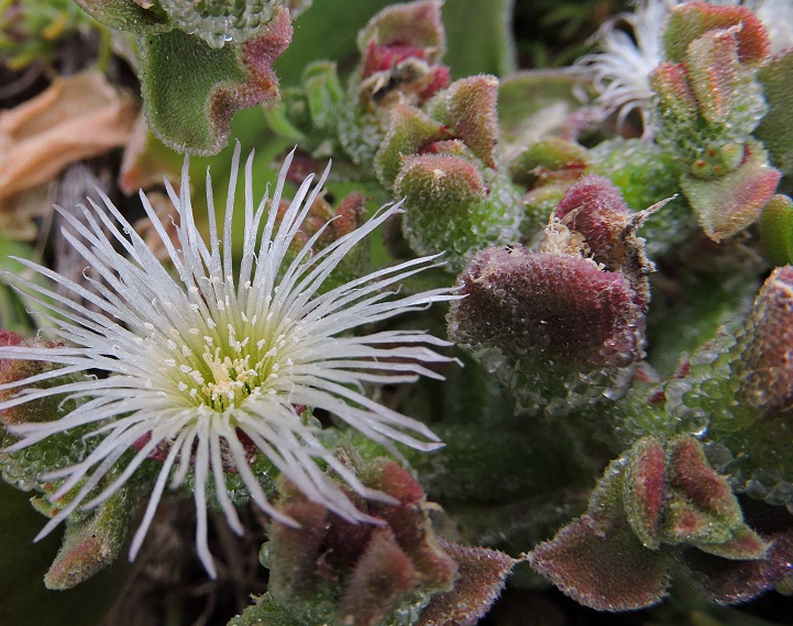 Mesembryanthemum Crystallinum 100 Semillas