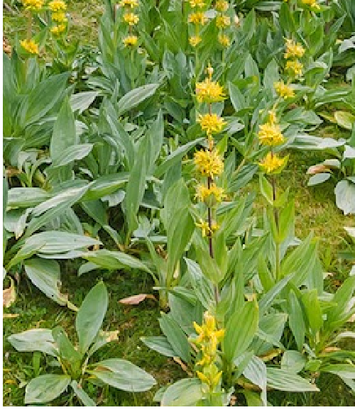 GENCIANA amarilla Gentiana Lutea - 30 semillas