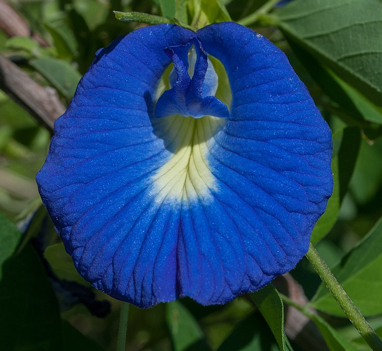  Clitoria ternatea enredadera flores eróticas 10 semillas 