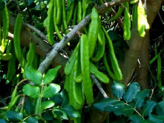 Algarrobo - Ceratonia siliqua 25 semillas