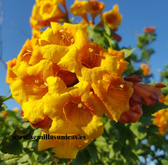 Bignonia Naranja - Tecoma alata - floración espectacular  30 semillas 