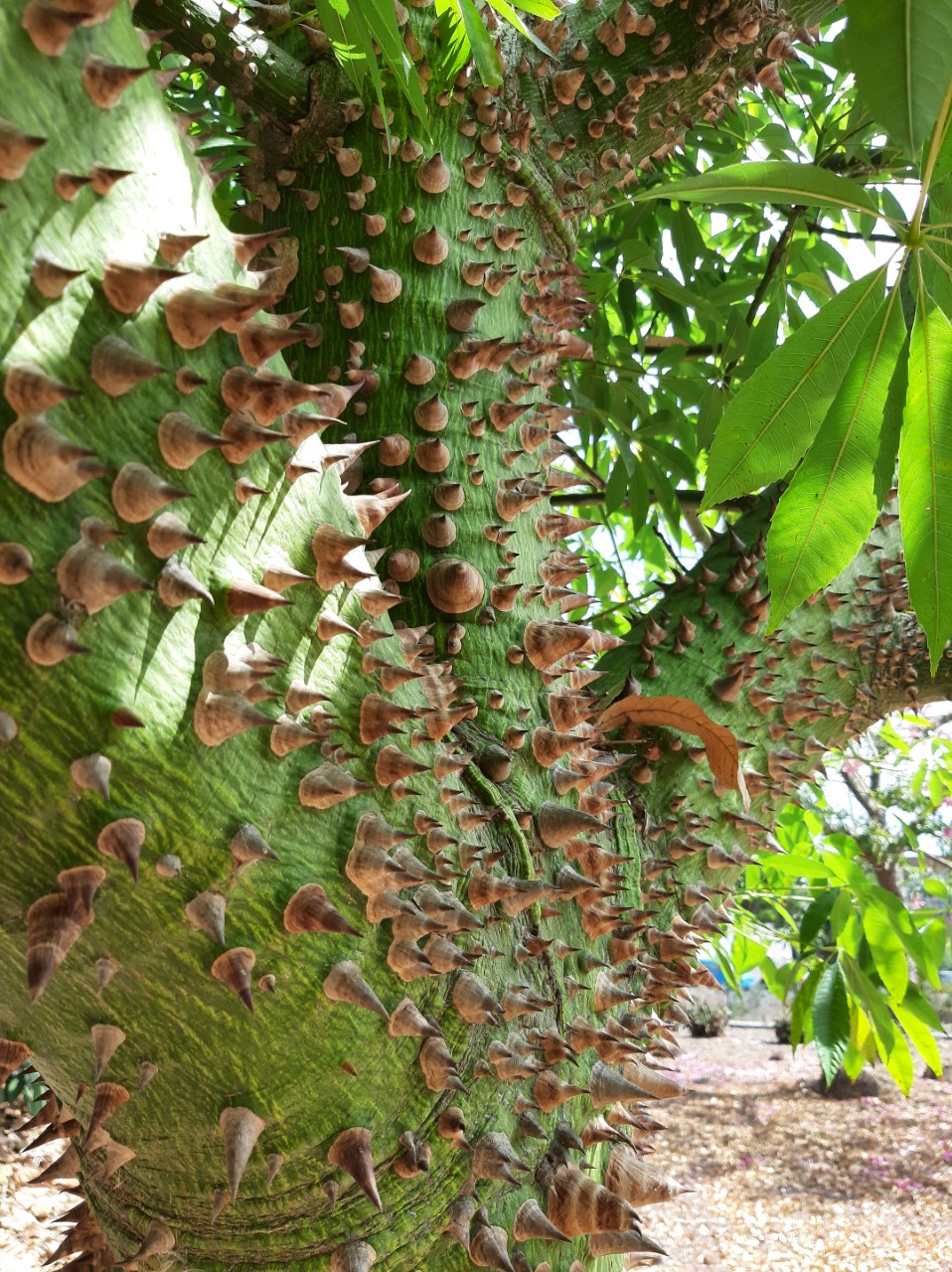 Ceiba Speciosa ( Chorisia ) palo borracho 5 semillas seeds 