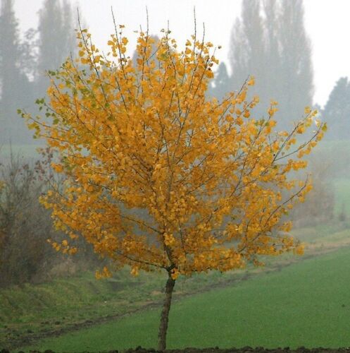 Arbol olor Caramelo - katsura -( Cercidiphyllum japonicum ) 20 semillas