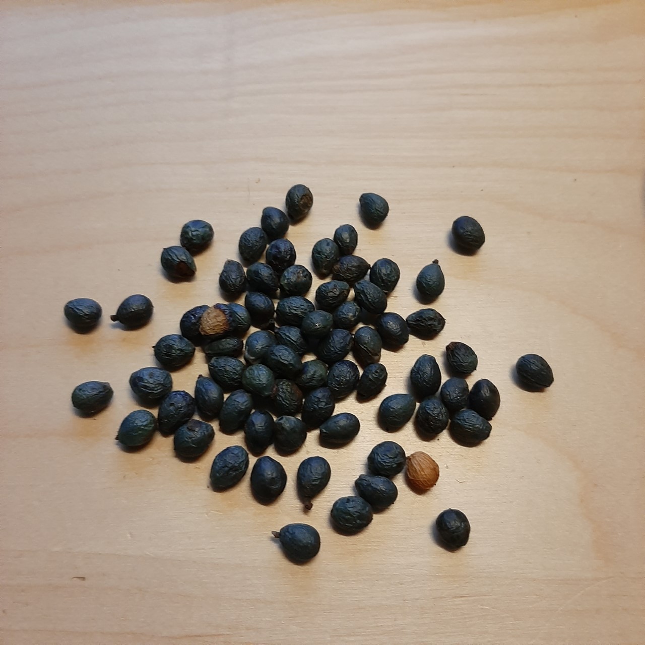 Almacigo - Pistacia atlantica - ideal injerto para pistacho - 15 semillas 