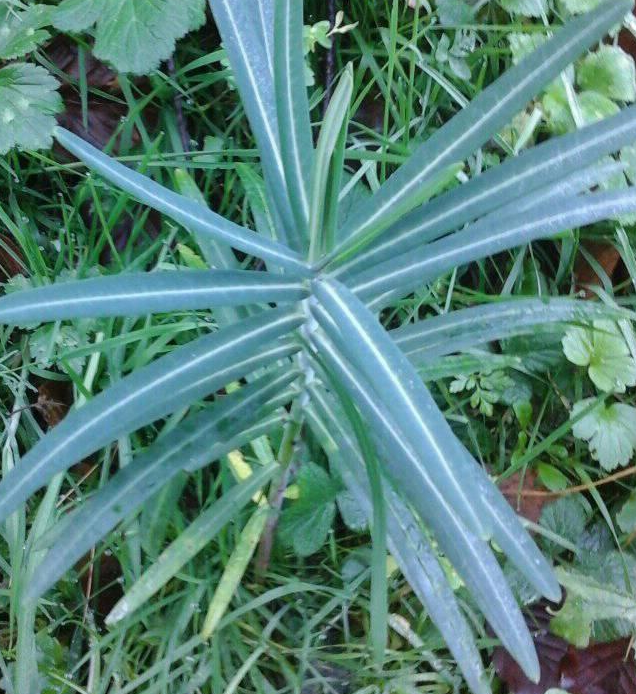 Tártago , hierba topera Euphorbia lathyrys 10 semillas 
