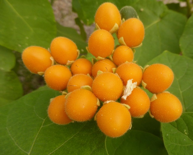 TOMATE de ARBOL  amarillo Solanum abutiloides 20 semillas seeds 