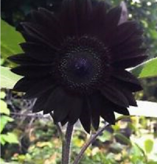 GIRASOL chocolate  Helianthus 100 Semillas para sembrar