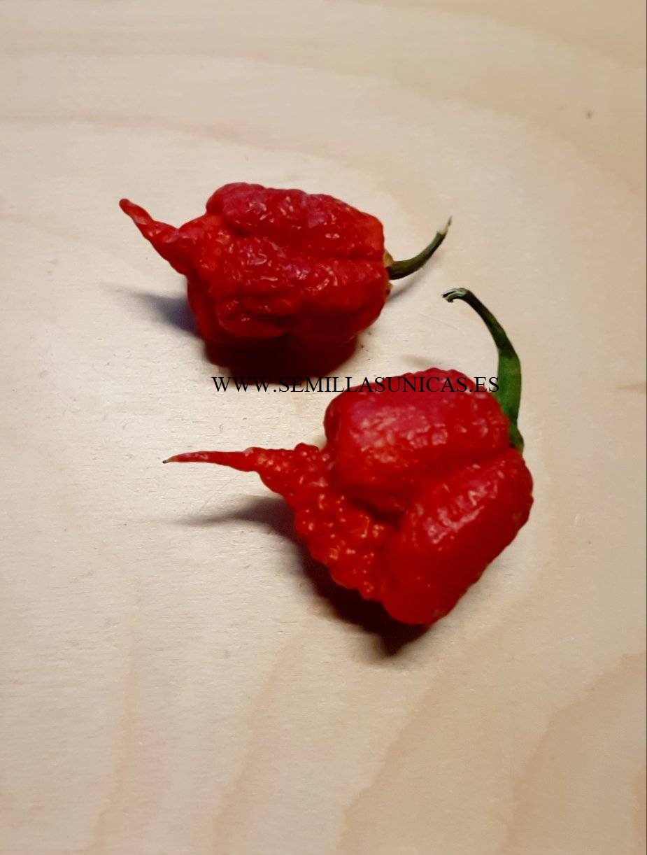 Carolina Reaper ( el chile más picante del mundo ) 10 semilas