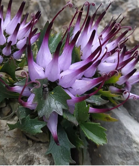 Physoplexis Comosa - El Rampion - Planta de Flores alpinas 10 semillas 