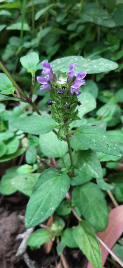 100 semillas de curalotodo consuelda menor - Prunella vulgaris 