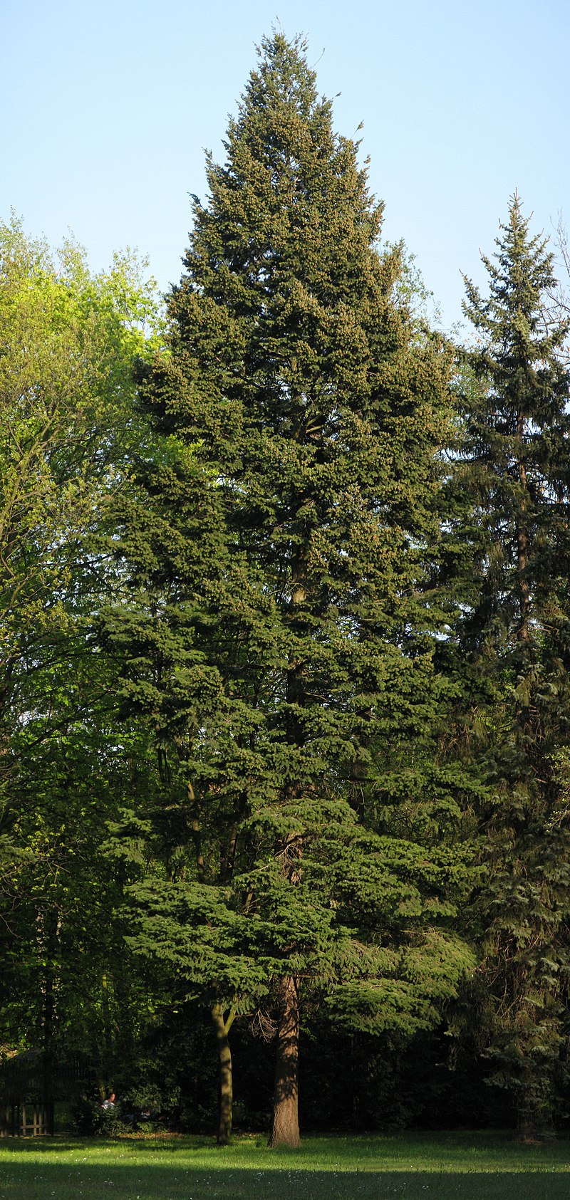 20 Semillas de Abeto de Douglas - Pseudotsuga menziesii 