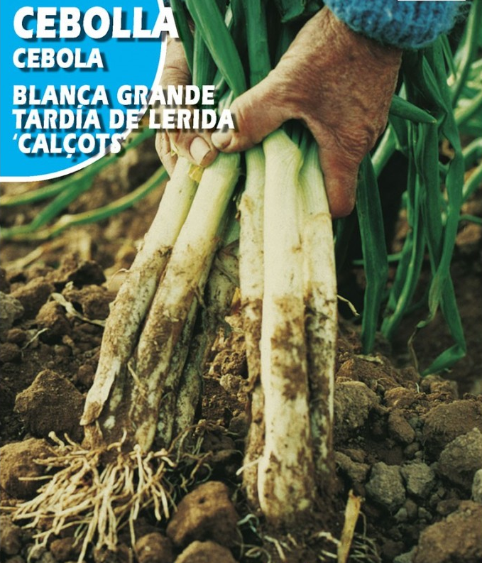 CEBOLLA TARDIA CALCOTS  comestible 300 semillas