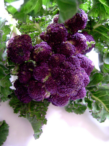 BROCOLI broculi VIOLETA delicioso 300 semillas