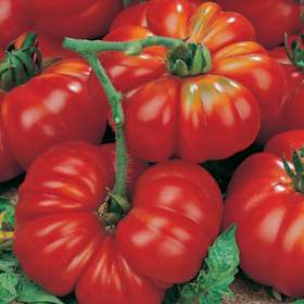 TOMATE MARMANDE 300 semillas